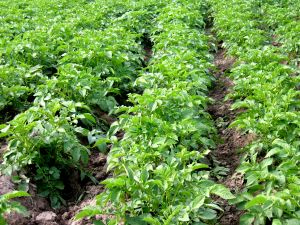 Potato field